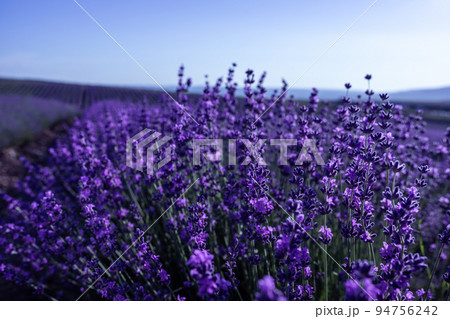 Lavender flower background with beautiful purple colors and bokeh lights. Blooming lavender in a field at sunset in Provence, France. Close up. Selective focus. 94756242