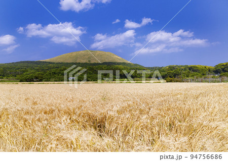 福江島 麦畑と鬼岳 福江島 麦畑と鬼岳 94756686
