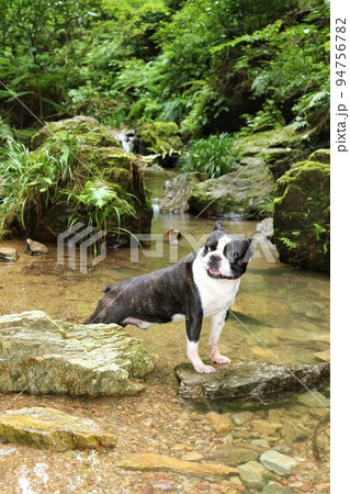 ゆずの里毛呂山町の人気スポット宿谷の滝の渓流に入って気持ち良さそうな可愛いボストンテリアのマイティ君 94756782