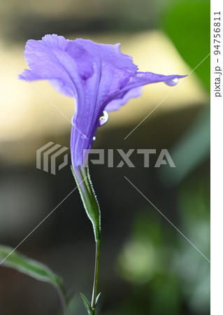 purple flowers on its stem purple flowers on its stem 94756811