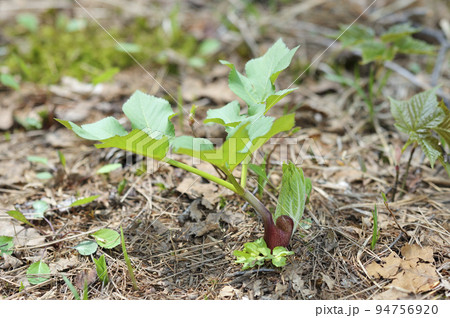 シシウド 94756920