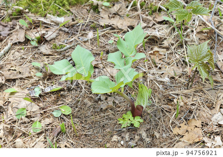 シシウド 94756921