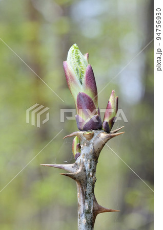 ハリギリ 94756930