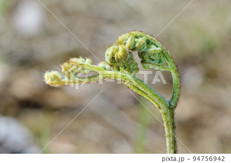 ワラビ ワラビ 94756942