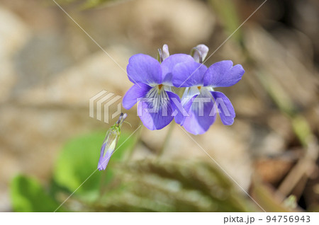 タチツボスミレ 94756943
