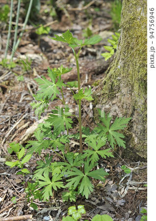 トリカブト 94756946