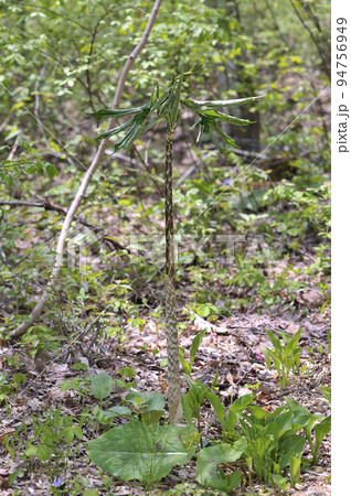 マムシグサ 94756949