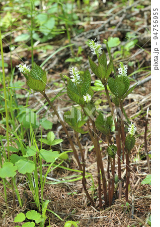 ヒトリシズカ ヒトリシズカ 94756955