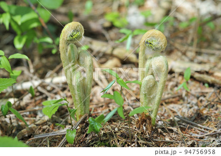 ゼンマイ 94756958