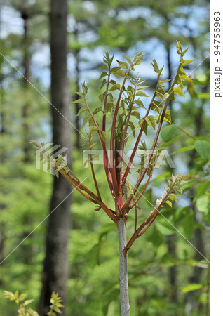 ヤマウルシ 94756963