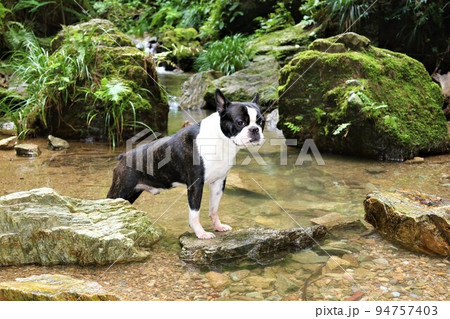 ゆずの里毛呂山町の人気スポット宿谷の滝の渓流に入って渓谷を見つめる可愛いボストンテリアのマイティ君♡ 94757403