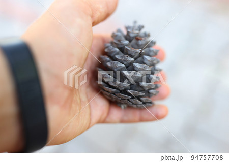 Cedar cone in tourist hand on gray background 94757708