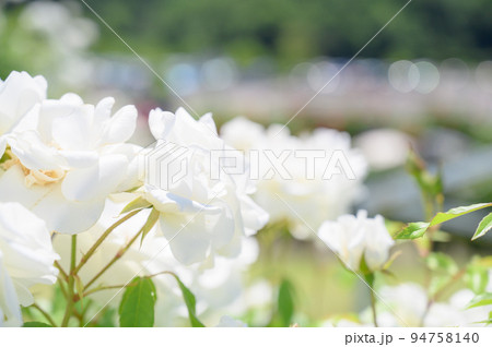 白いバラ 白いバラ 94758140