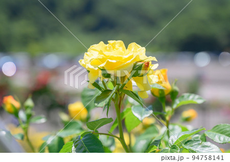 黄色いバラ 黄色いバラ 94758141