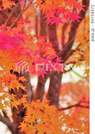 赤色とオレンジ色の紅葉 長野県駒ヶ根高原 赤色とオレンジ色の紅葉 長野県駒ヶ根高原 94758472