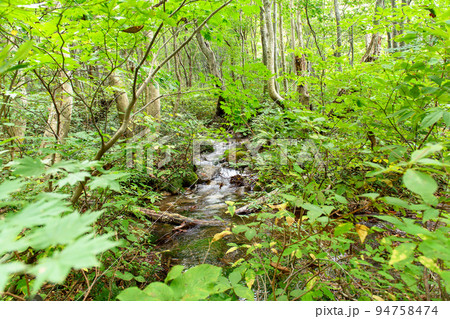 森の中を流れる小川　獅子ヶ鼻湿原　秋田県 94758474