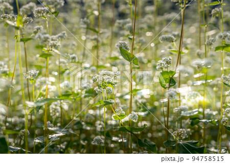 早朝の蕎麦畑にて~実りの秋~ 早朝の蕎麦畑にて~実りの秋~ 94758515