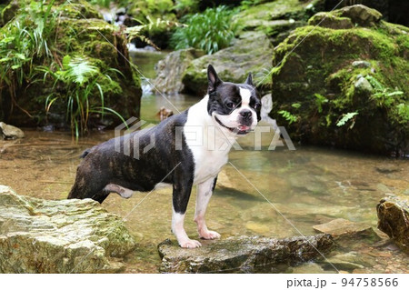 ゆずの里毛呂山町の人気スポット宿谷の滝の渓流に入って嬉しそうな可愛いボストンテリアのマイティ君♡ 94758566