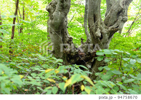 ブナのあがりこ　獅子ヶ鼻湿原　秋田県 94758670