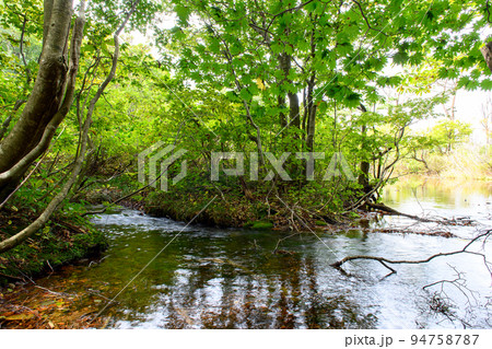 水面に木々映す　獅子ヶ鼻湿原の池　秋田県 94758787