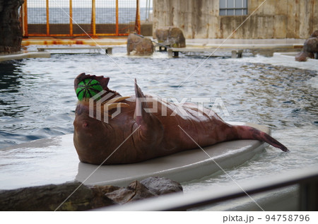 水族館の仲間たち 94758796