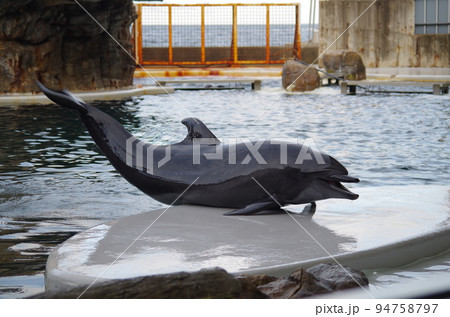 水族館の仲間たち 94758797