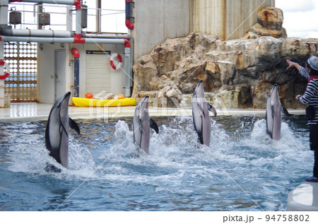 水族館の仲間たち 94758802