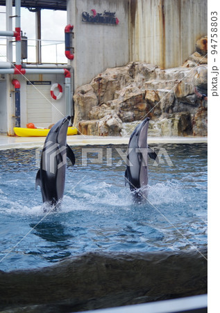 水族館の仲間たち 94758803