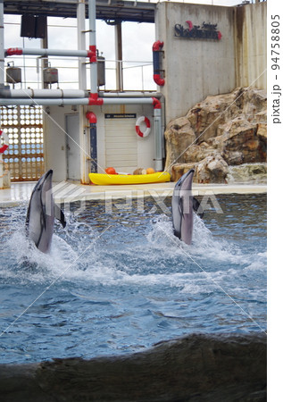 水族館の仲間たち 94758805
