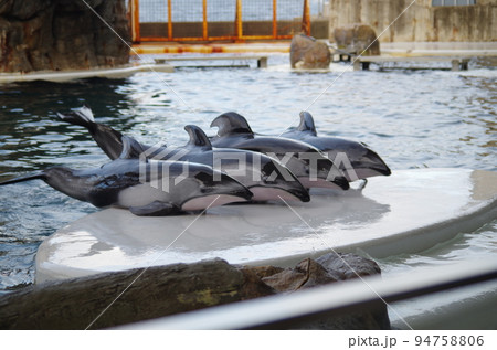 水族館の仲間たち 94758806