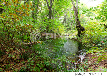 獅子ヶ鼻湿原の湧水池　「出壺」　秋田県 94759018