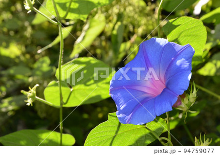 リュウキュウアサガオ（オーシャンブルー） 94759077
