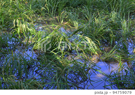 強風によってなぎ倒された稲穂 強風によってなぎ倒された稲穂 94759079