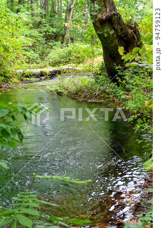 獅子ヶ鼻湿原の湧水池 「出壺」 秋田県 獅子ヶ鼻湿原の湧水池 「出壺」 秋田県 94759123