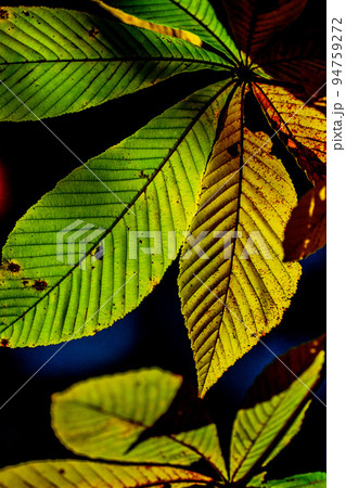 棒葉の紅葉 長野県駒ヶ根高原 94759272