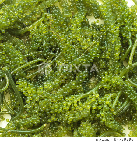 Closeup seaweed umibudo. Sea grapes. Closeup seaweed umibudo. Sea grapes. 94759596