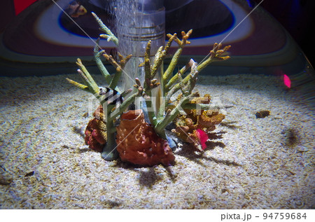 水族館の仲間たち 94759684