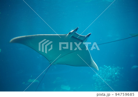 水族館の仲間たち 94759685