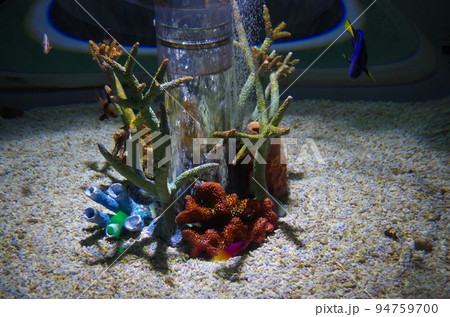 水族館の仲間たち 水族館の仲間たち 94759700
