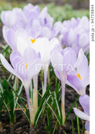 Spring lilac crocuses close up in the garden bloom in spring 94759844