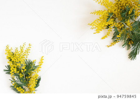 Floral frame of yellow mimosa branches on white background. Flat lay, top view. Floral frame of yellow mimosa branches on white background. Flat lay, top view. 94759845