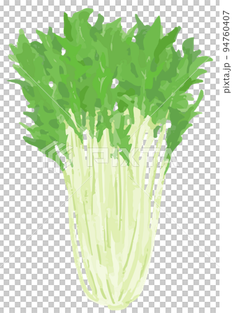 水菜 94760407
