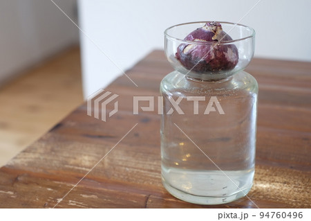 花が咲く前のヒヤシンスの球根 花が咲く前のヒヤシンスの球根 94760496