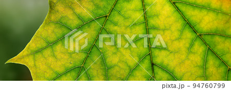 Closeup view of the colourful maple leaf Closeup view of the colourful maple leaf 94760799