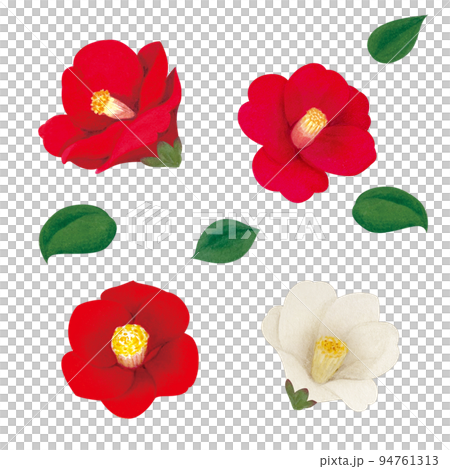 水彩畫的山茶花插圖 水彩畫的山茶花插圖 94761313