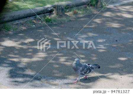 散歩する鳩 散歩する鳩 94761327