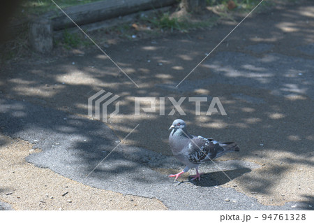 散歩する鳩 散歩する鳩 94761328