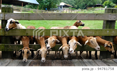 かわいい 可愛い キュート 94761758