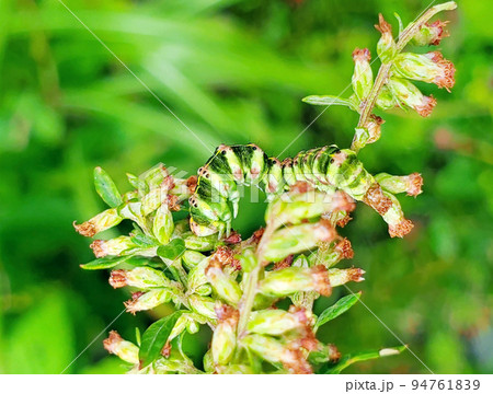 ヨモギに擬態する幼虫・ハイイロセダカモクメ ヨモギに擬態する幼虫・ハイイロセダカモクメ 94761839