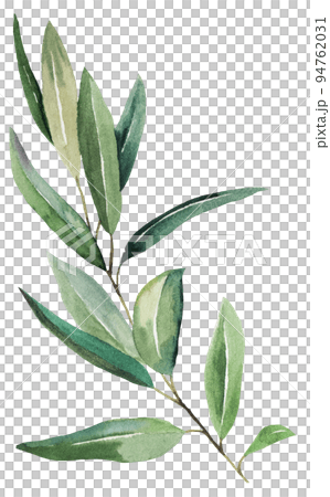 Watercolor olive twig with green leaves, isolated illustration for wedding and party design 94762031